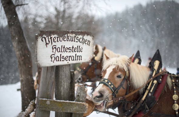 Romantische Pferdeschlittenfahrt durch die Winterlandschaften