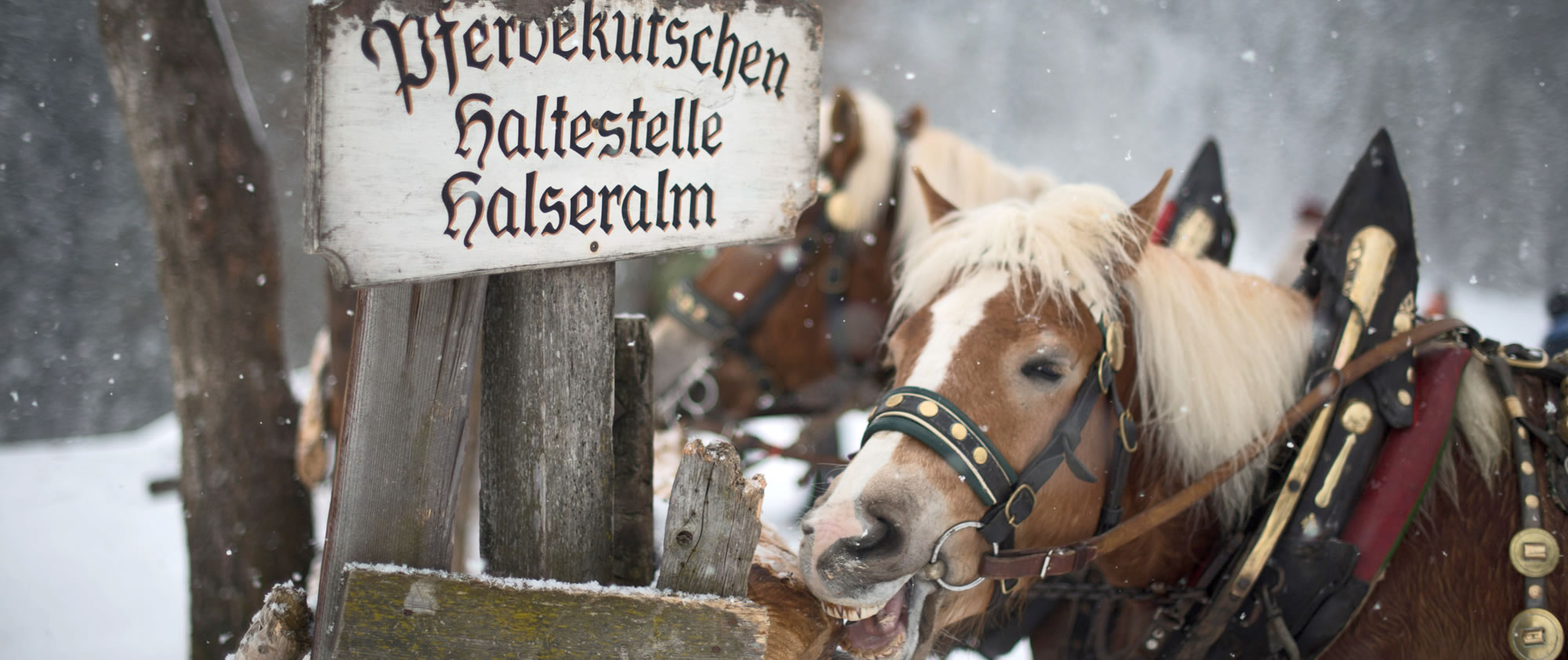 Pferdekutschenfahrt in Ramsau am Dachstein, Österreich