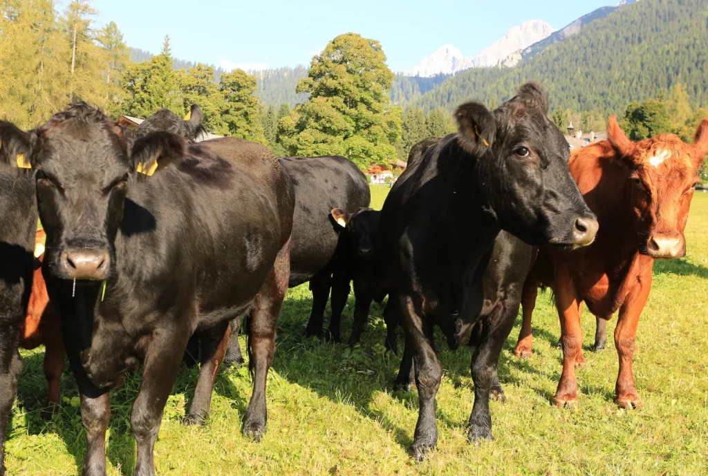 Angusrind beim Naturhotel Lärchenhof in Ramsau am Dachstein