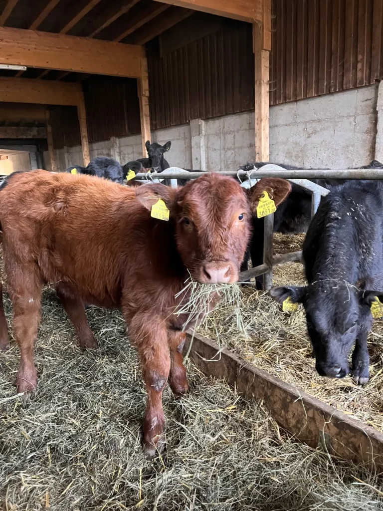 Ein Angusrind-Kalb schaut beim futtern in der Scheune in die Kamera