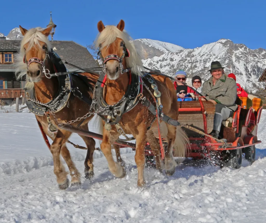 Pferdeschlitten-Fahrt vom Rohrmoos bei Schladming in das Obertal - im Bild ein Pferdeschlitten unterwegs im Winterwald.