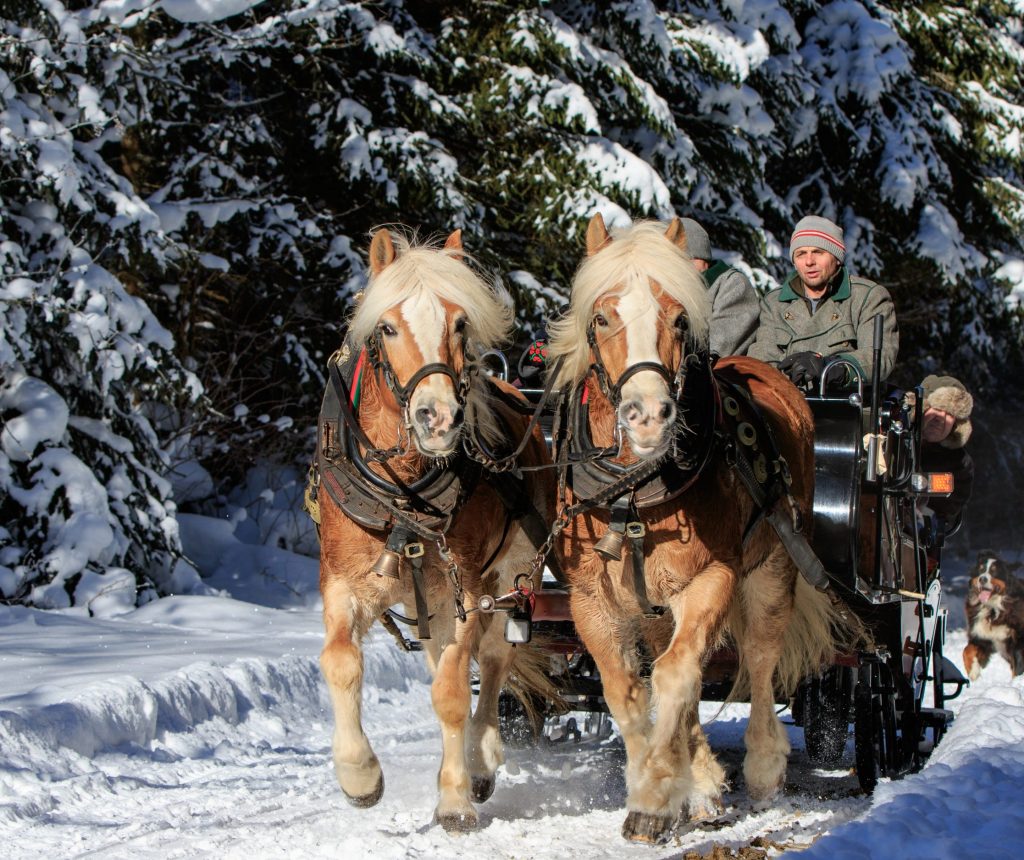 Pferdeschlitten-Fahrt vom Rohrmoos bei Schladming in das Obertal - im Bild ein Pferdeschlitten unterwegs im Winterwald.