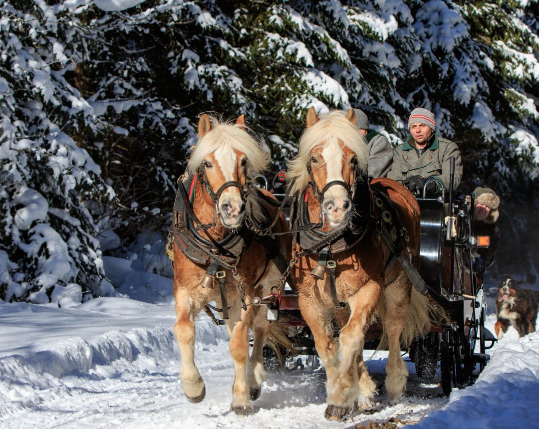 Pferdeschlitten-Fahrt vom Rohrmoos bei Schladming in das Obertal - im Bild ein Pferdeschlitten unterwegs im Winterwald.