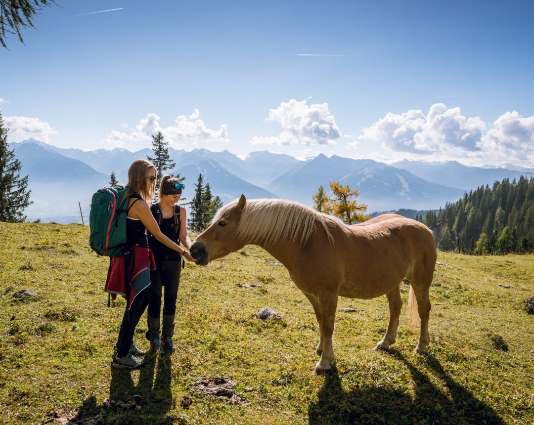 Wanderer treffen auf ein Pferd in den Bergen der Ramsau