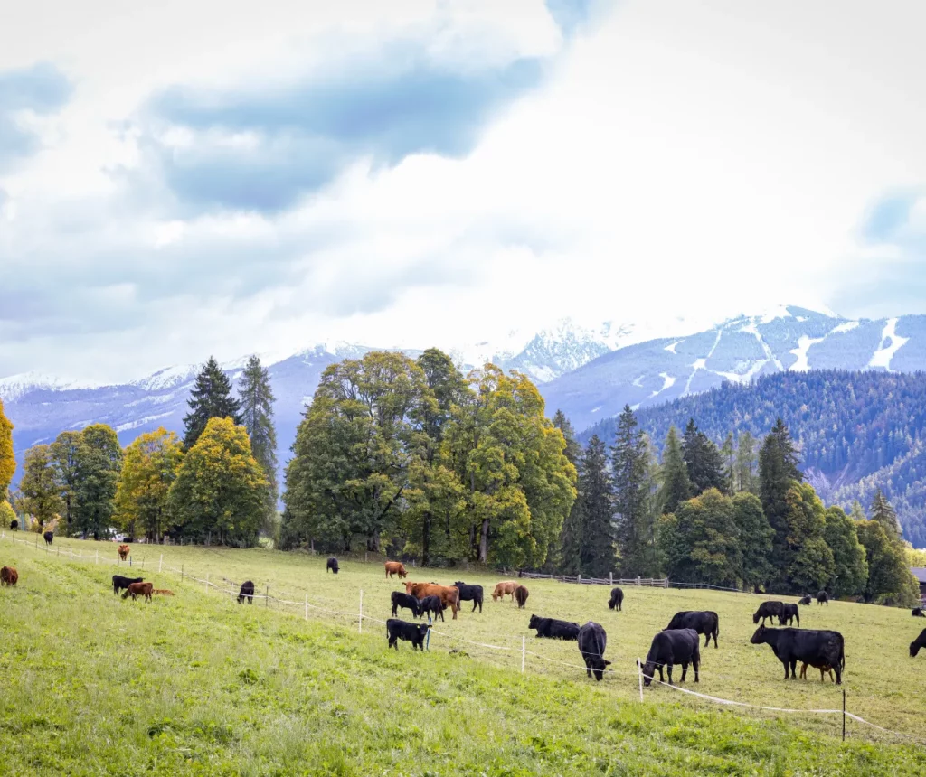 Angusrinder auf der Weide beim Naturhotel Lärchenhof