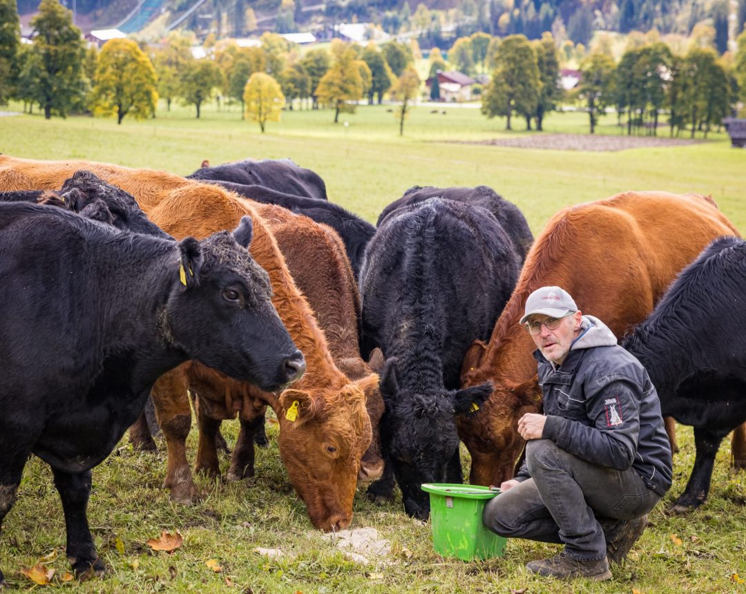 Angusrinder die von einem Mann gefüttert werden