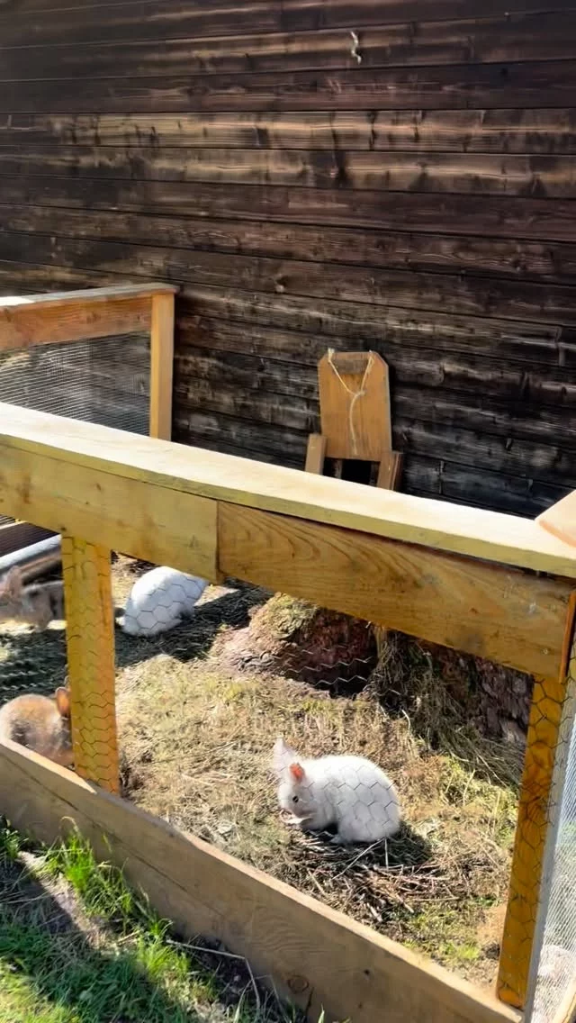 Herbstferien im Naturhotel Lärchenhof – so fühlt sich 😍 Familienzeit an!

Toben auf dem Spielplatz, Hasen 🐰 streicheln im Garten und Trampolin springen – bei uns wird’s garantiert nicht 🙌 langweilig!

Während die Kleinen die Natur 🧡 entdecken und einfach Kind sein dürfen, genießen die Eltern wohltuende Ruhe und wärmende ☀️ Sonnenstrahlen.

Eine gemütliche Kaffeepause ☕️ auf der Terrasse, eine herbstliche Wanderung 🍂 am Rittisberg oder ein Ausflug in die umliegende ⛰️ Bergwelt – der Lärchenhof ist euer Rückzugsort für echte Familienmomente.

Jetzt Herbstferien sichern und gemeinsam erleben, was wirklich zählt. 👉 www.hotel-laerchenhof.at

#hotellärchenhof #lärchenhof #hotel #wandernimherbst #herbstzeit #auszeitimherbst #naturhotel #herbstsonne #auszeitindenbergen #wandern #herbstferien #ferien #bergliebe #bergwelten #mountains #feelaustria #urlaubinösterreich #schladmingdachstein