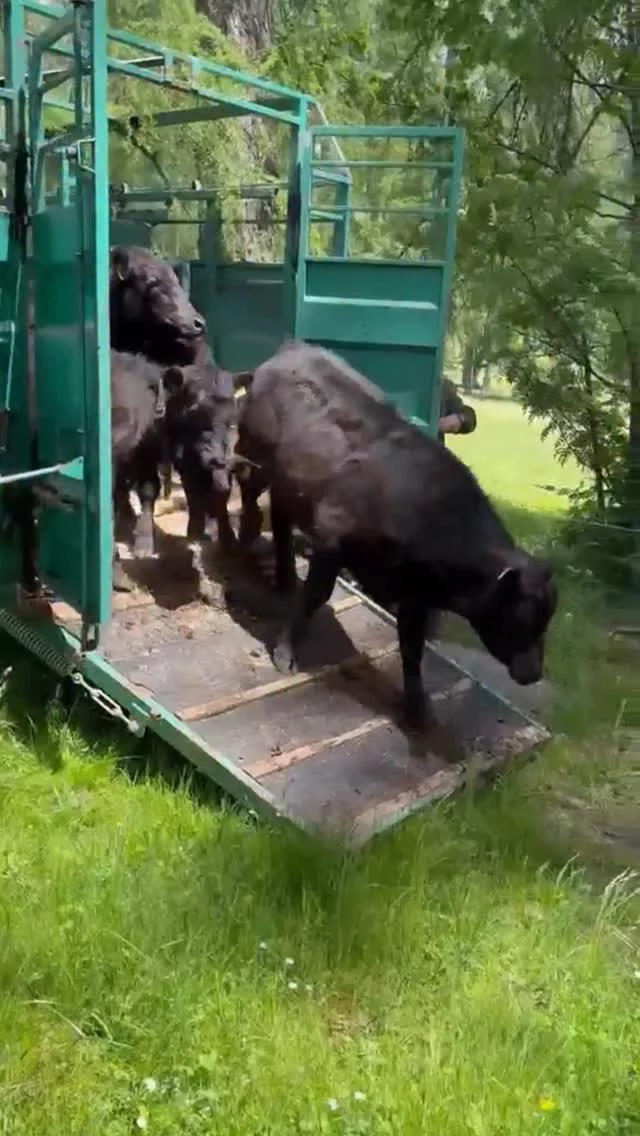 .
Ab ins Grüne! 

Unser Jungvieh 🐄 genießt die Zeit auf den saftigen Weiden rund um den Lärchenhof. Frisches Gras und jede Menge 🤩 Platz zum Herumtollen!

Mit viel Neugier, Freude und manchmal auch ein paar ausgelassenen 😜 Sprüngen erkunden die jungen Tiere ihr ☀️Sommerparadies. 

Natur erleben. Landwirtschaft spüren. Naturhotel Lärchenhof.

#naturhotellärchenhof #abinsgrüne #jungvieh #landwirtschaft #ramsauamdachstein