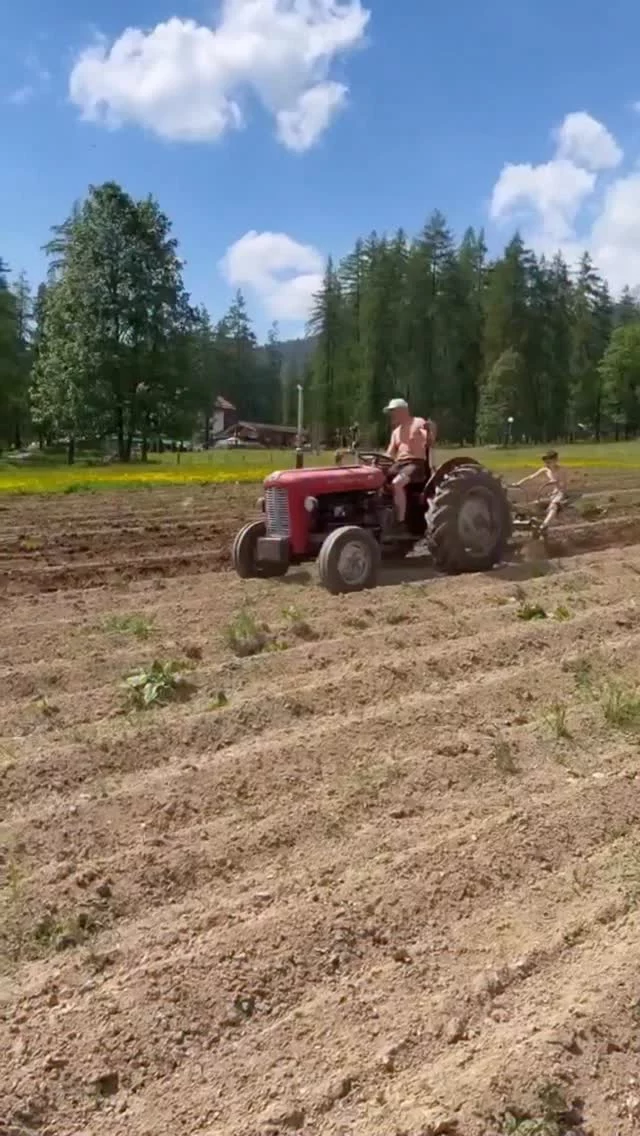 .
Vater und Sohn sind derzeit fleißig 🚜 auf dem Feld unterwegs. 

Die Kartoffeln 🥔 werden gehäufelt und das Unkraut wird auf natürliche 🌱 Weise entfernt – ganz ohne chemische Hilfsmittel.

In unserer Landwirtschaft steckt viel 💪 Handarbeit, Zeit und Sorgfalt. 

Regional. Nachhaltig. Mit Liebe 🫶 zur Landwirtschaft.

#naturhotellärchenhof #kartoffelanbau #landwirtschaft #regionalgenießen #ramsauamdachstein