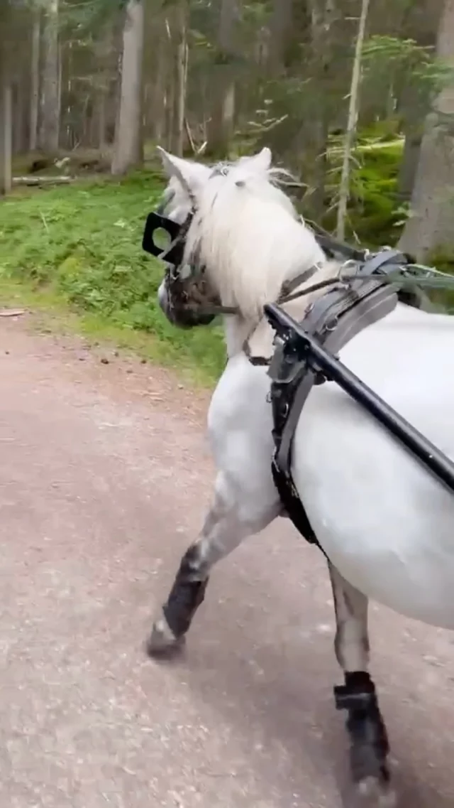 .
🤩 Die Vorfreude steigt!

Unsere Männer trainieren 🙌 schon fleißig für die Nacht der Pferde 🐎 am 06. August in Baden bei Wien!

Mit viel Einsatz und jeder Menge Leidenschaft 🫶 wird an den letzten Feinheiten gearbeitet.

Wir freuen uns schon 🤗 darauf, mit unseren Pferden an den Start zu gehen und gemeinsam einen spannenden Rennabend zu erleben!

#naturhotellärchenhof #training #nachtderpferde #rennpferd #ramsauamdachstein