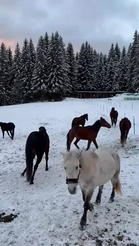 .
Abendstimmung am Lärchenhof 

Bevor die Sonne ☀️ hinter den Bergen verschwindet und der Tag zur Ruhe kommt, genießen unsere Pferde 🐴 noch die letzten Minuten an der frischen 🩵 Winterluft.

Umgeben von frischem Schnee ❄️ und sanftem Abendlicht – ein stiller Moment, bevor es zurück in den warmen Stall 🤗 geht.

#hotellärchenhof #lärchenhof #abendstimmung #lärchenhofmomente #pferdeliebe #winterruhe #naturgenießen #dämmerung #stallzeit #bergwinter #auszeitindenbergen #winternatur #herzmoment #bergluft #ramsauamdachstein #urlaubinösterreich #schladmingdachstein